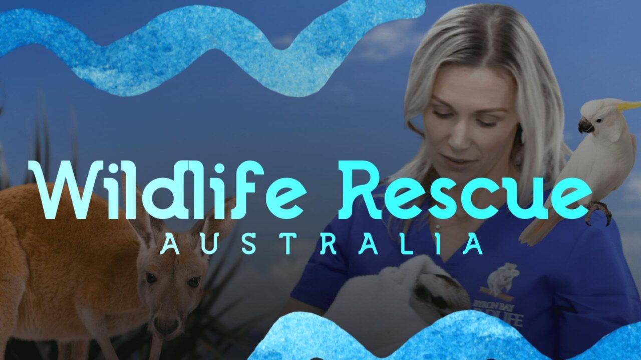 wildlife-rescue-australia-perpetual-entertainment